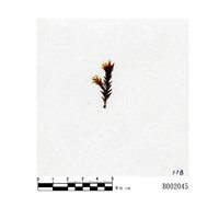 藏品(大鳳尾苔)的圖片